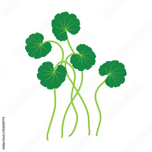 Gotu kola or centella asiatica vector illustration 