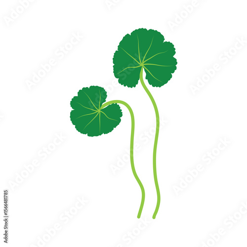 Gotu kola or centella asiatica vector illustration 