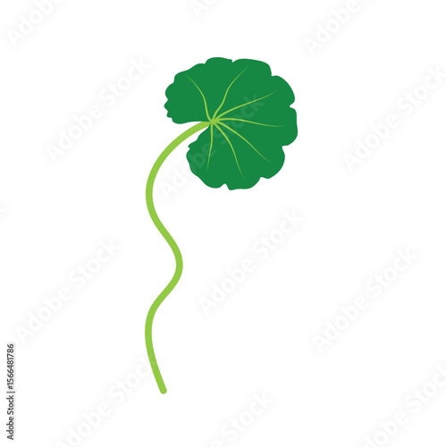 Gotu kola or centella asiatica vector illustration 