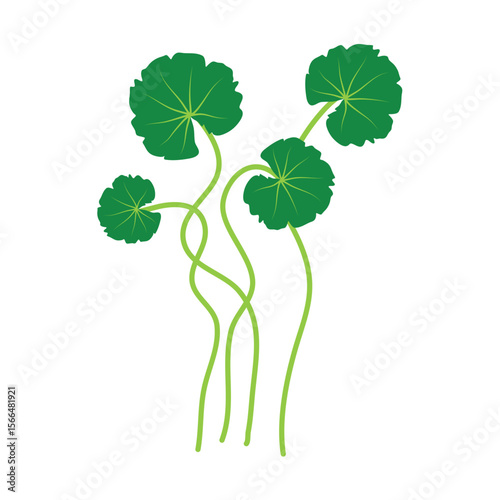 Gotu kola or centella asiatica vector illustration 