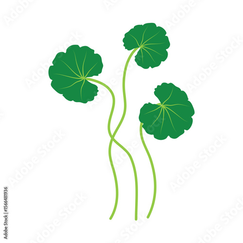Gotu kola or centella asiatica vector illustration 