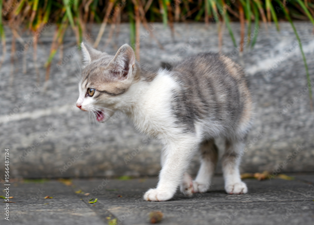 Obraz premium the Mother cat and kittens