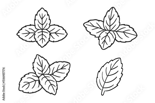Variety of mint leaf illustrations showcasing detailed leaf shapes on a simple background
