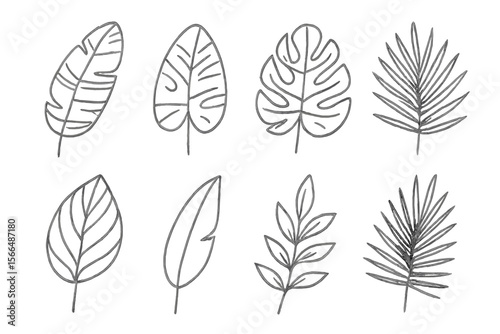 Collection of hand-drawn leaf illustrations showcasing different plant species in a minimalist style