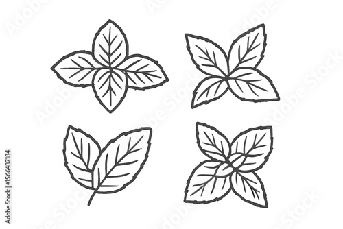 Sketches of mint leaves showcasing varying shapes and arrangements for botanical illustrations and design inspiration