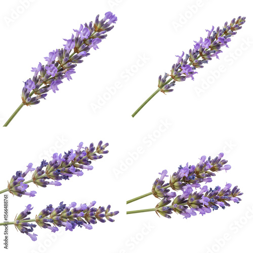 Four sprigs of lavender with clustered purple blossoms arranged in a grid against a black background. Each stem showcases the plant’s signature color, shape, and calming floral elegance