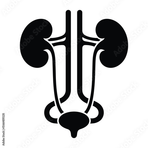 A black and white medical illustration of the human urinary system in a minimalist, geometric style