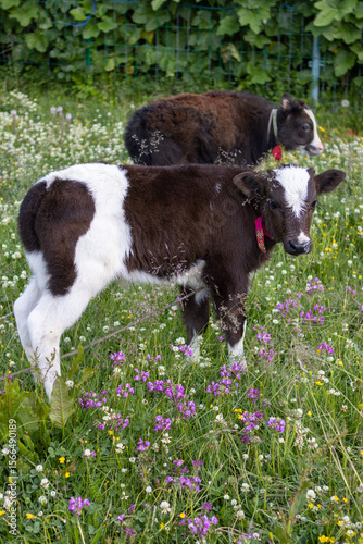cows in a field
