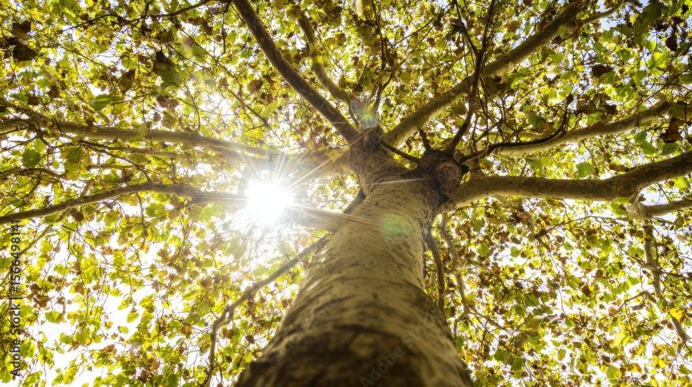 Fototapeta premium The sun shines through the branches of a tree