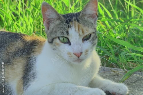 Wallpaper Mural The kitten Torontodigital.ca