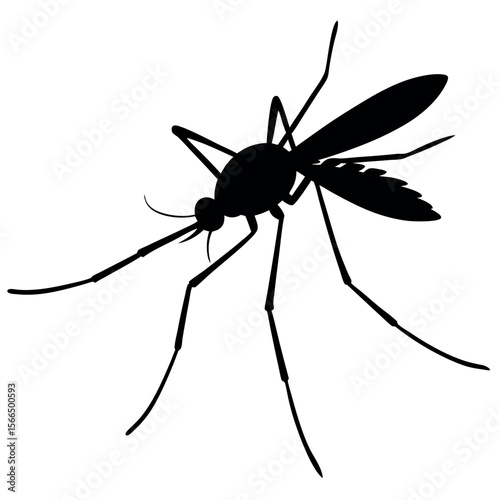 Mosquito, Insect