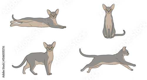 Abyssinian cat in various poses illustrating agility and playfulness  