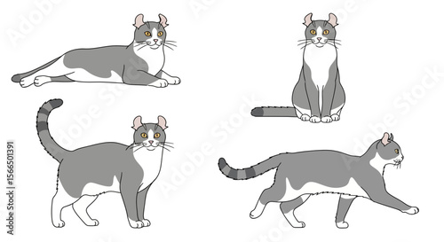 American Curl cat in different poses on white background  