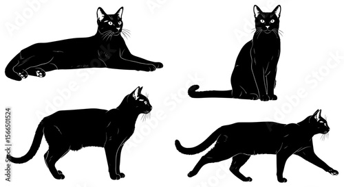 Chausie cat in various poses, sitting, lying, and walking, black color  
