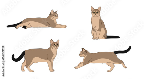 Chausie cat in different poses showing various activities and moods  