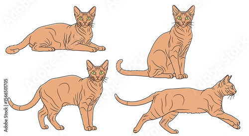 LaPerm cat in different poses including sitting and lying down  