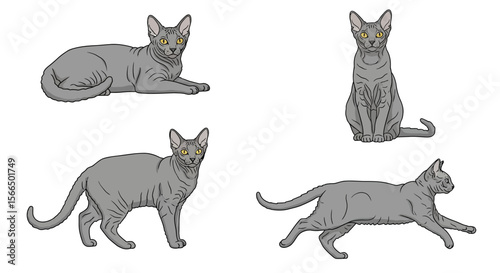 Four grey cats in different poses and expressions  