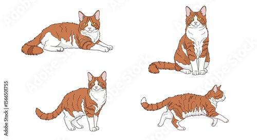 LaPerm cats in different poses against a white background  