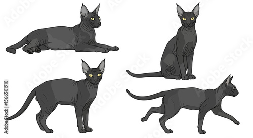 Lykoi cat in different poses showcasing agility and playfulness  
