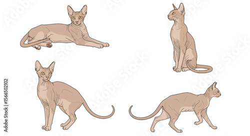 Peterbald cat in different poses displaying playful and curious behavior  