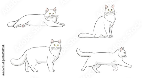 Turkish Angora cat in different poses on white background - Concept of cats in different poses  