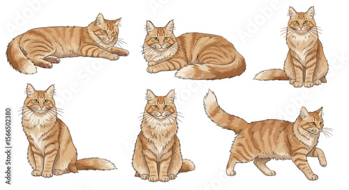 Six Turkish Angora cats in various poses and expressions  