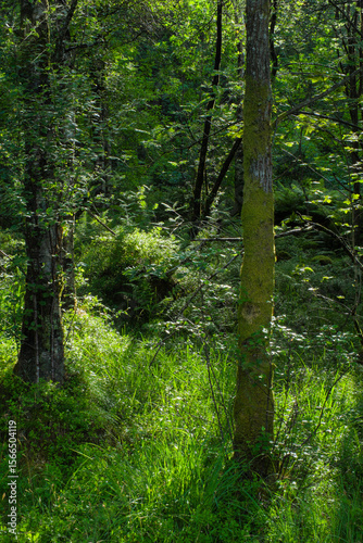 lush green forest in Bergen Norway with ferns and moss, 노르웨이 베르겐의 푸르고 울창한 숲과 양치식물 이끼 풍경