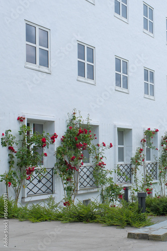 rose with white wall