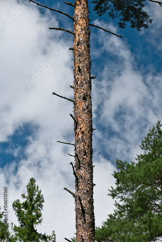 The trunk of a tall pine tree against the blue sky with clouds.