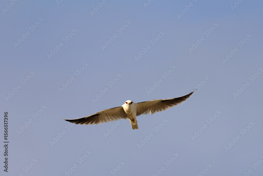 Obraz premium black-shouldered kite