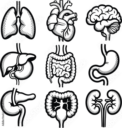 Collection of stylized black and white human internal organ illustrations