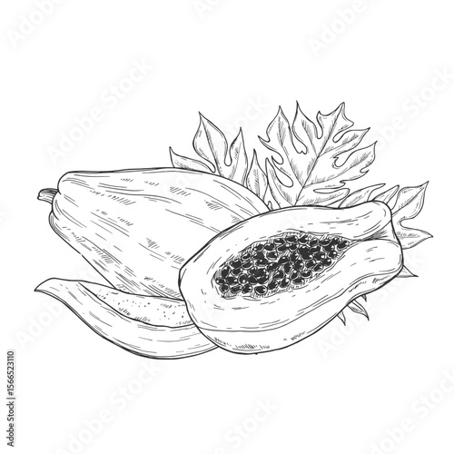 Set of papaya fruit hand drawn elements botanical illustration