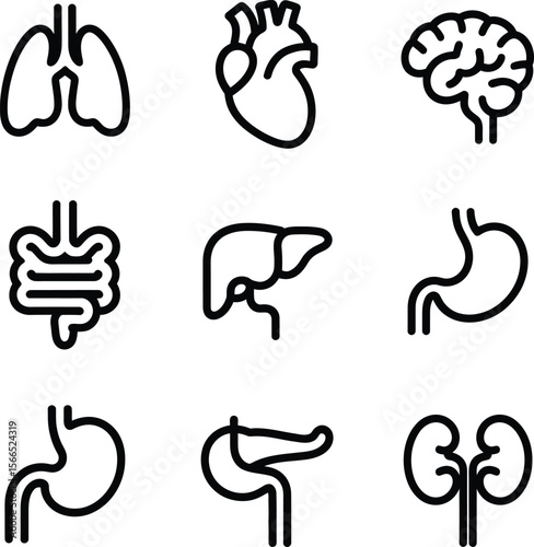Collection of simple black line icons representing human internal organs on a white background