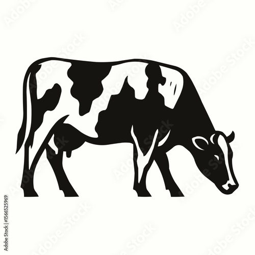 black and white cow