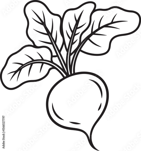 Black and white illustration of a freshly harvested radish with vibrant green leaves.