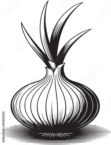Detailed black and white engraved illustration of a fresh onion with green stalks