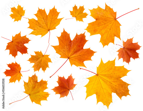 A captivating array of colorful maple leaves displays the warm and inviting beauty of the autumn season.