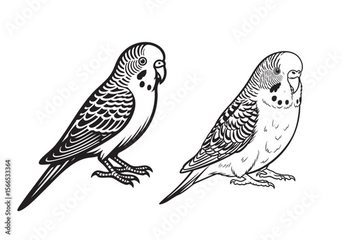 Detailed outline vector illustration of two Budgerigar birds, one with bold lines and one with finer detail, showcasing their patterns.