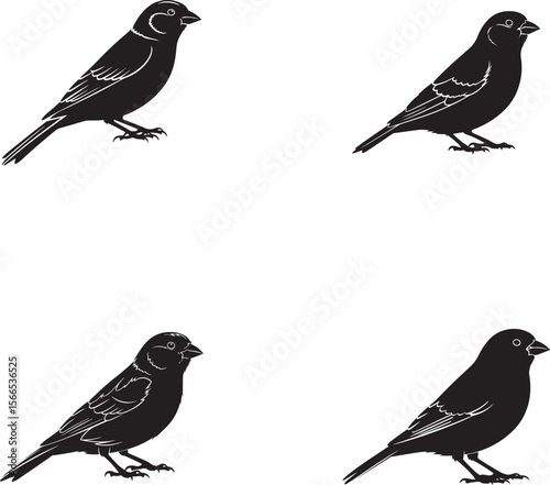 Canary Silhouettes
