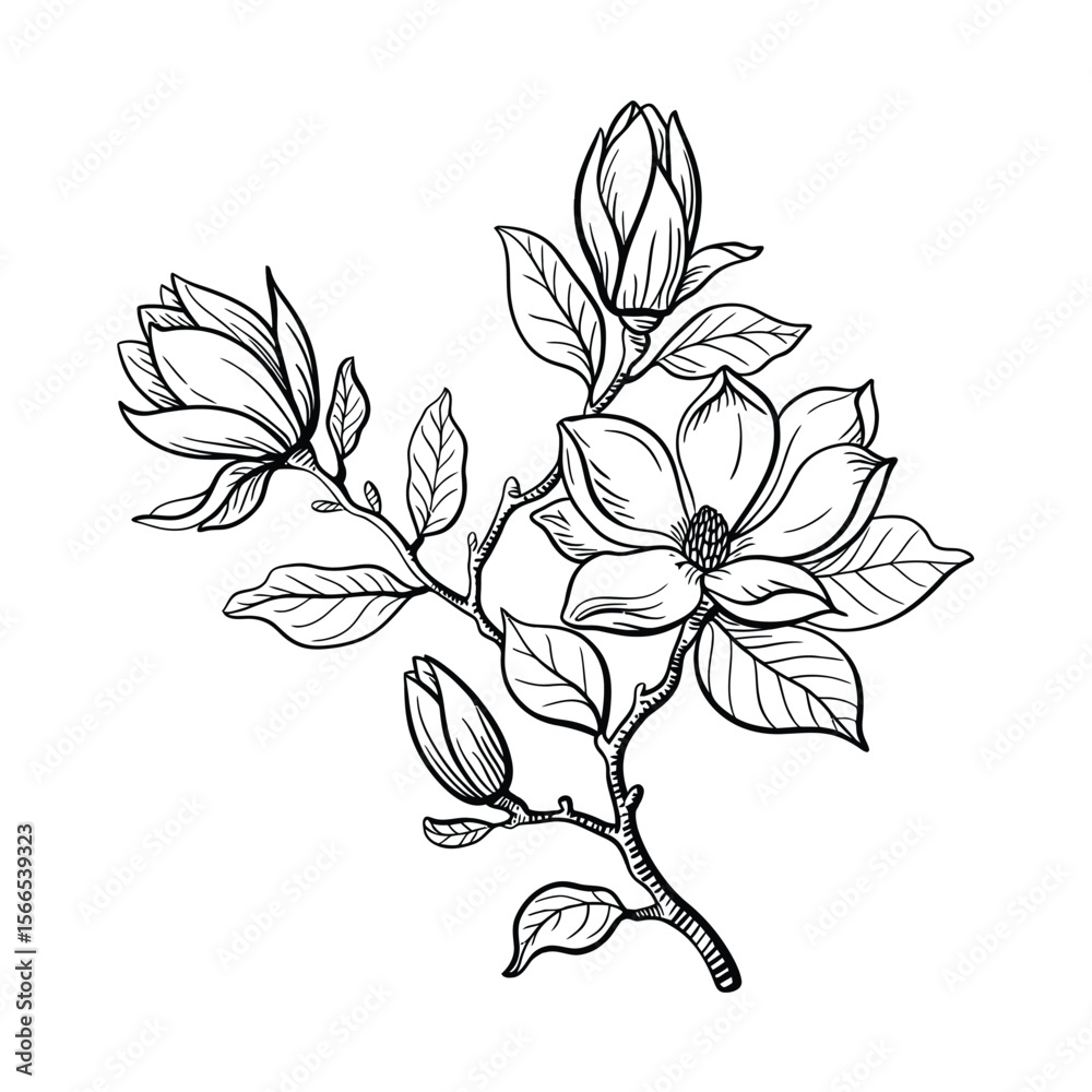 Obraz premium A detailed line art illustration of a magnolia branch