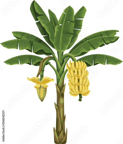 Picture of a complete banana tree with fruit and banana blossom - Thung Krabue, Trang, Thailand