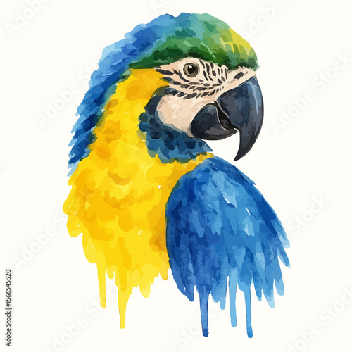 blue and yellow macaw isolated