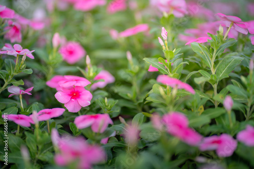 Pink Madagasgar periwinkle or Catharanthus roseus with drop of water blooming in garden