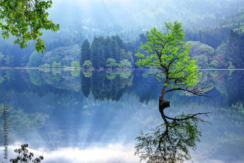 北竜湖の水没林