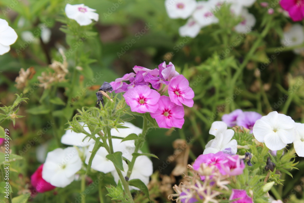 Obraz premium The beautiful Phlox flowers in a garden 