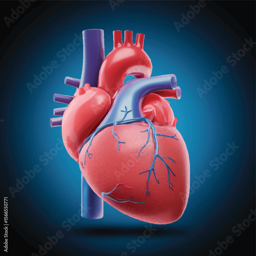 human body part: heart