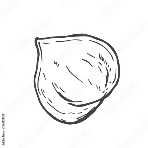 Hazelnuts hand drawn ink vector illustration. Whole and cut hazelnut kernels and nuts in shell.