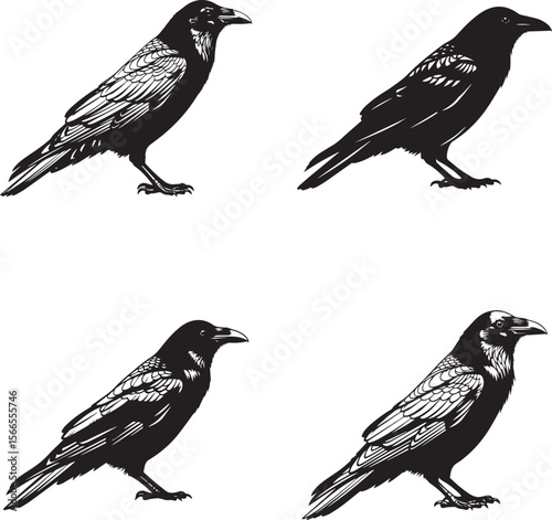 Common Raven Silhouettes