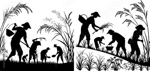 Rice Harvest Silhouettes: Farmers Working in Paddy Fields