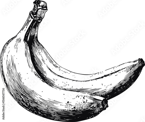 Hand drawn illustration of two bananas in black and white sketch style
